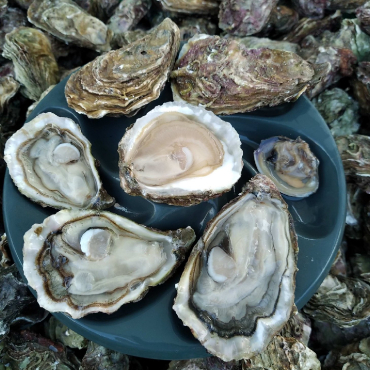 Huîtres sauvages de la Baie de Quiberon