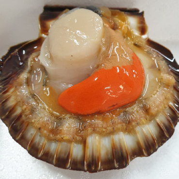 Coquille Saint-Jacques